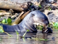 Giant River Otter