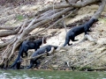 Giant River Otter