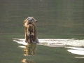 Giant River Otter