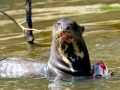 Giant River Otter