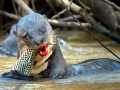 Giant River Otter