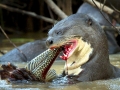 Giant River Otter