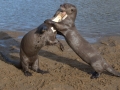 Giant River Otter