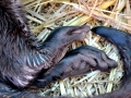 Giant River Otter
