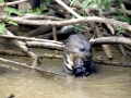 Giant River Otter