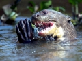 Giant River Otter
