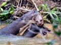 Giant River Otter