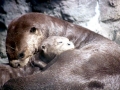 Giant River Otter