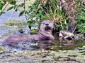 Giant River Otter