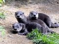 Giant River Otter