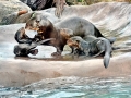 Giant River Otter