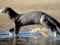 Giant River Otter