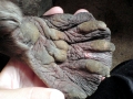 Giant River Otter