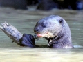 Giant River Otter