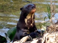 Giant River Otter
