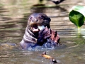Giant River Otter