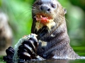 Giant River Otter