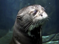 Giant River Otter