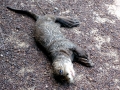 Giant River Otter