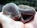 Giant River Otter