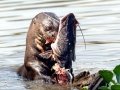 Giant River Otter