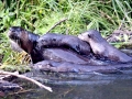 Giant River Otter