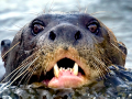 Giant River Otter