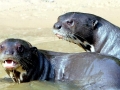 Giant River Otter