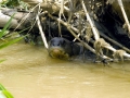 Giant River Otter