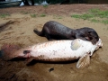 Giant River Otter