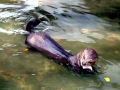 Giant River Otter