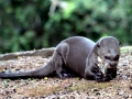 Giant River Otter