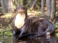 Giant River Otter