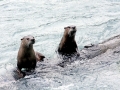Giant River Otter