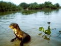 Giant River Otter