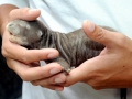 Giant River Otter