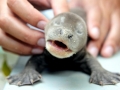 Giant River Otter