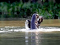 Giant River Otter