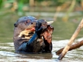 Giant River Otter