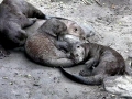 Giant River Otter