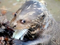 Giant River Otter