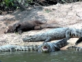 Giant River Otter