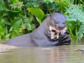 Giant River Otter