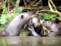 Giant River Otter