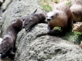 Giant River Otter