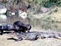 Giant River Otter
