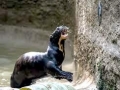 Giant River Otter