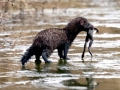 Giant River Otter