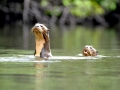 Giant River Otter