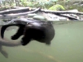 Giant River Otter
